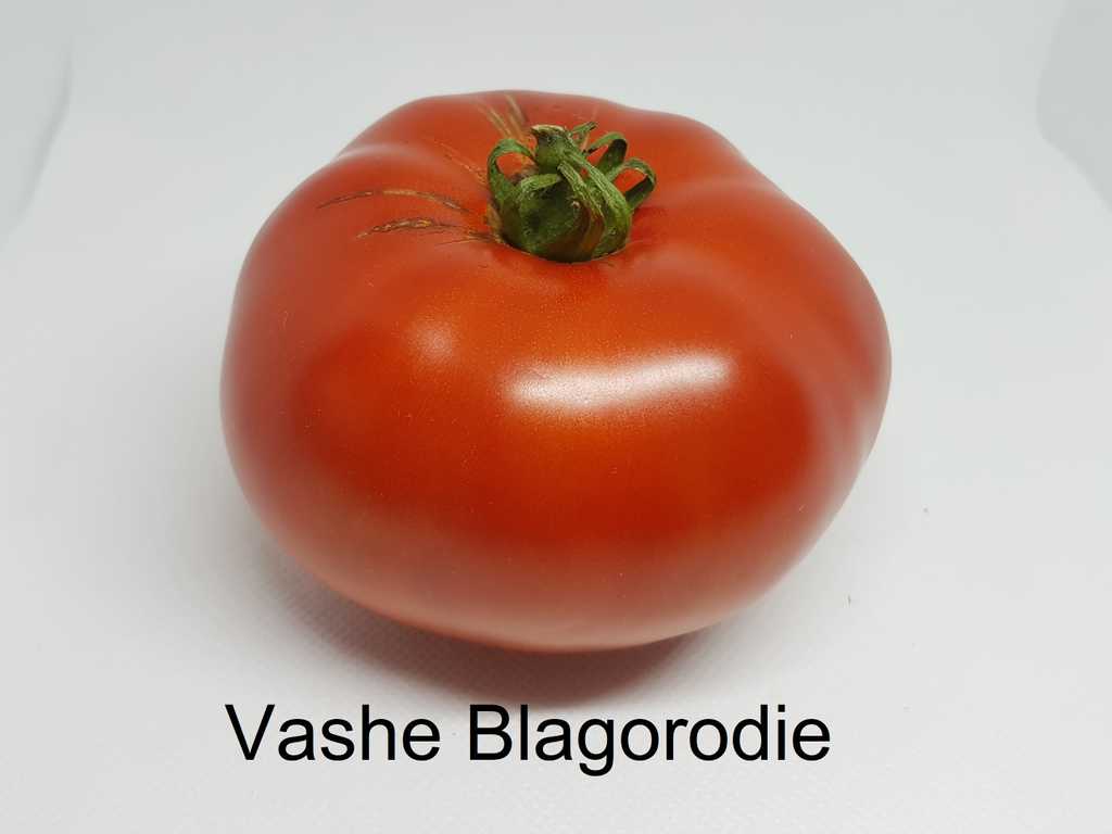 Vashe Blagorodije (Ers Nåd)